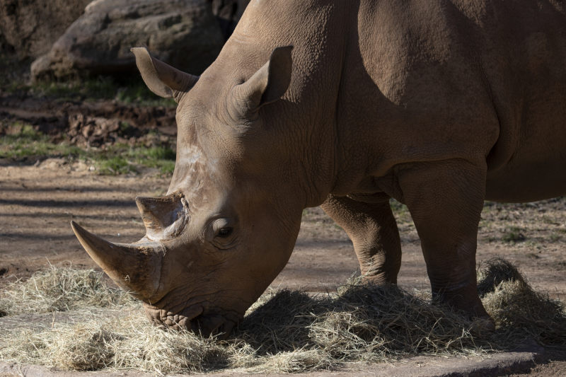 White rhino.
