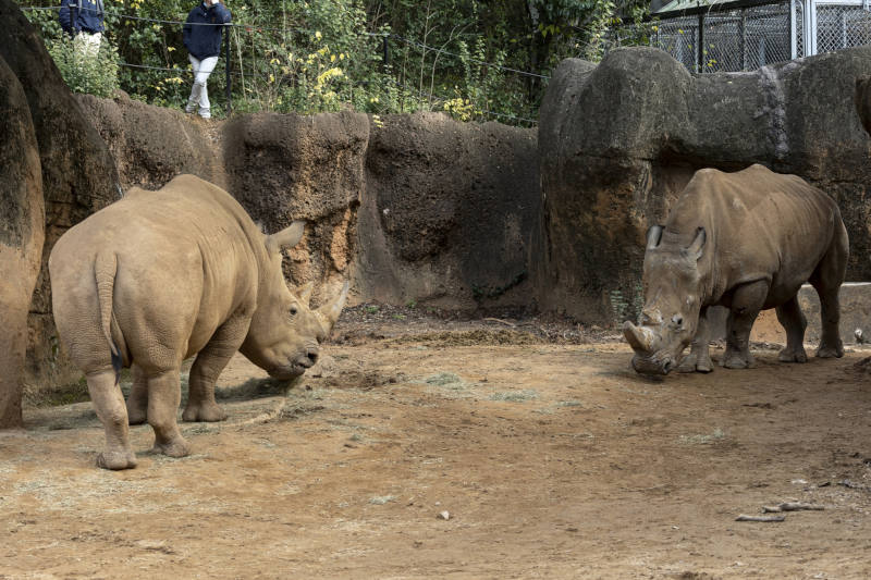 Rhinos at Zoo Atlanta.