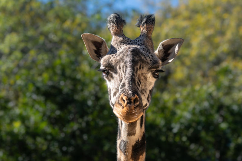 Masai giraffe.