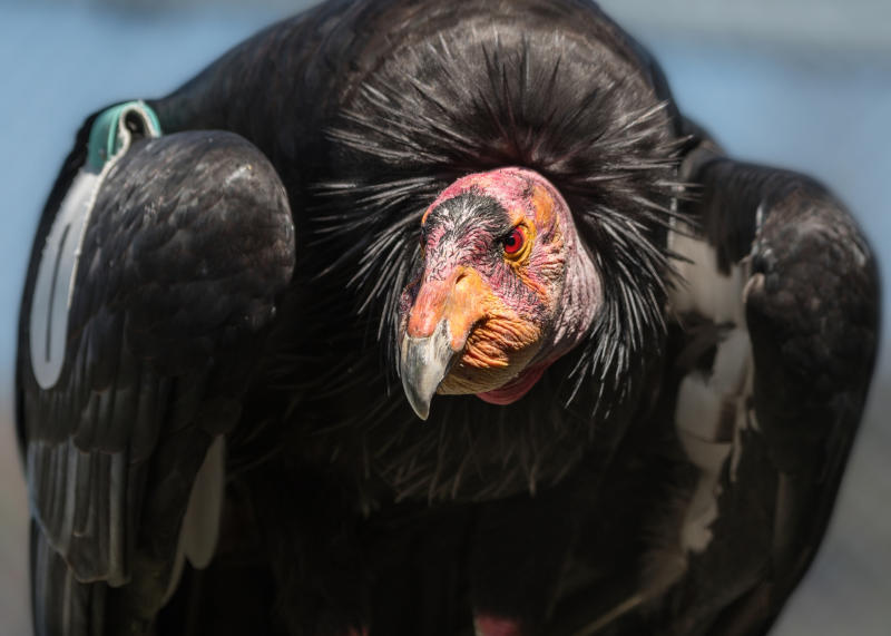 California Condor.
