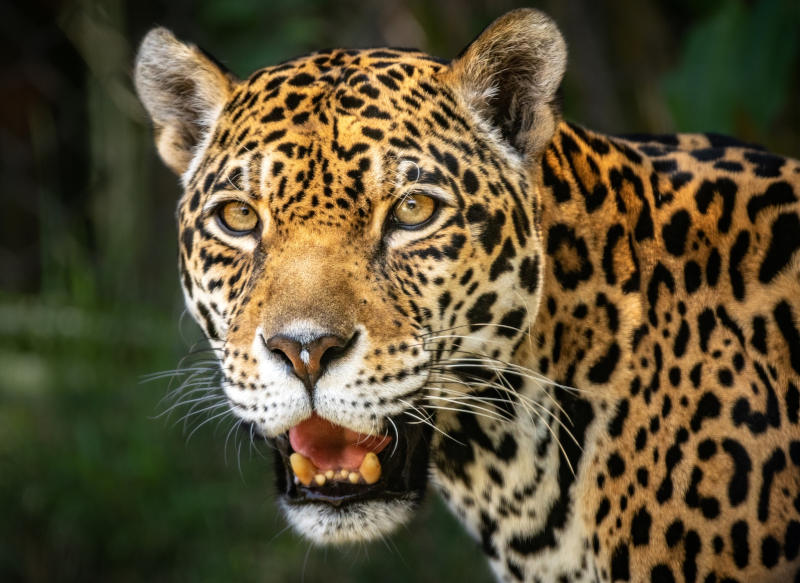 Jaguar.
