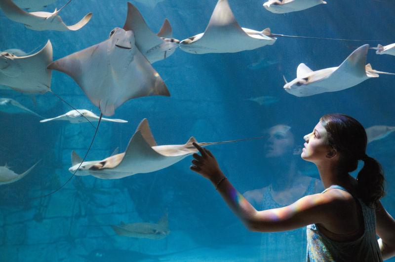 Manta aquarium.